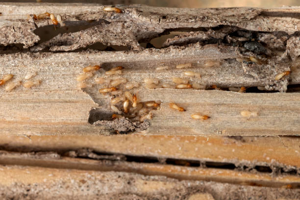 Best Exterminator Services  in Sandusky, MI